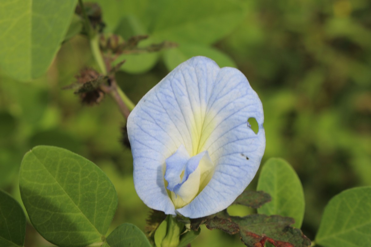 Clitoria ternatea L.